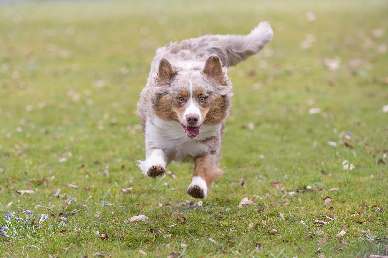 Behavioral Dog Training – Image 3